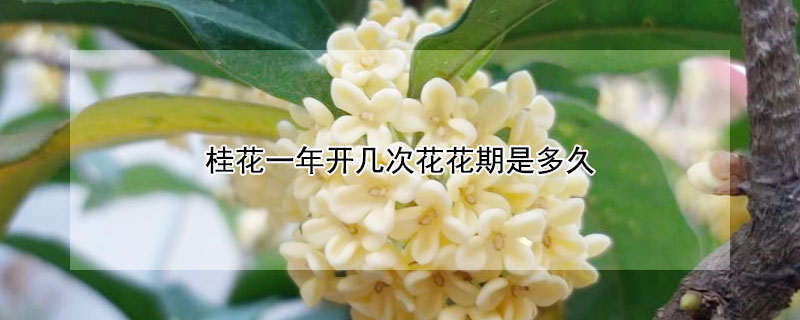 桂花一年开几次花花期是多久 桂花一年开多少次