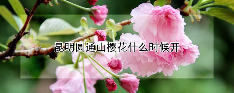 昆明圆通山樱花什么时候开（昆明圆通山樱花花期）