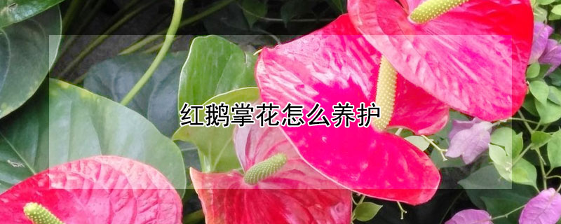 红鹅掌花怎么养护 红鹅掌花怎么养护和浇水