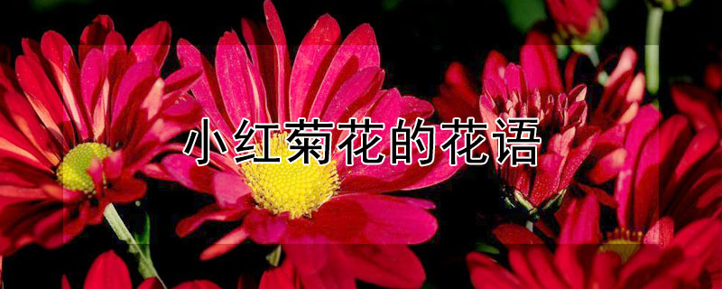 小红菊花的花语（小红菊花的花语与寓意）