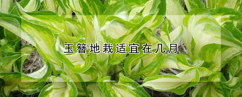 玉簪地栽适宜在几月（玉簪地栽适宜在几月份生长）