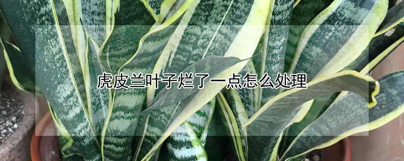 虎皮兰叶子烂了一点怎么处理（虎皮兰叶子烂了一点怎么处理视频）