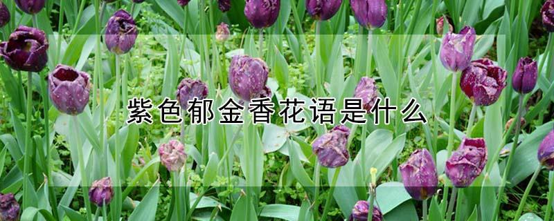 紫色郁金香花语是什么（紫色郁金香花语是什么意思图片）