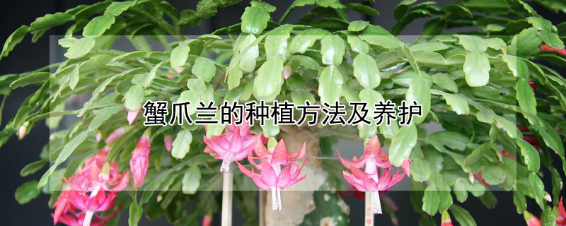 蟹爪兰的种植方法及养护（蟹爪兰的种植方法及养护方法视频）