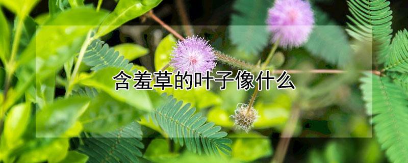 含羞草的叶子像什么 含羞草的叶子像什么树的叶子