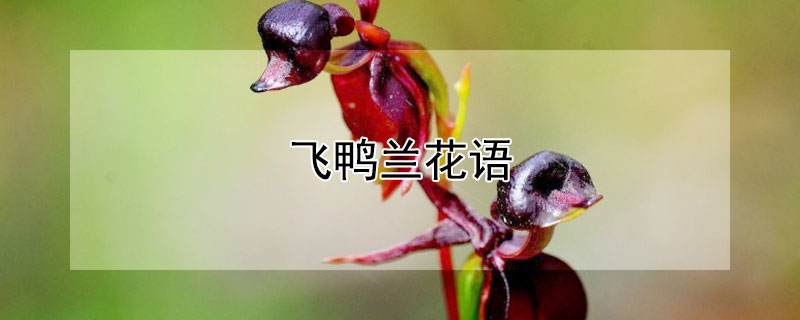飞鸭兰花语（飞鸭兰的花语）