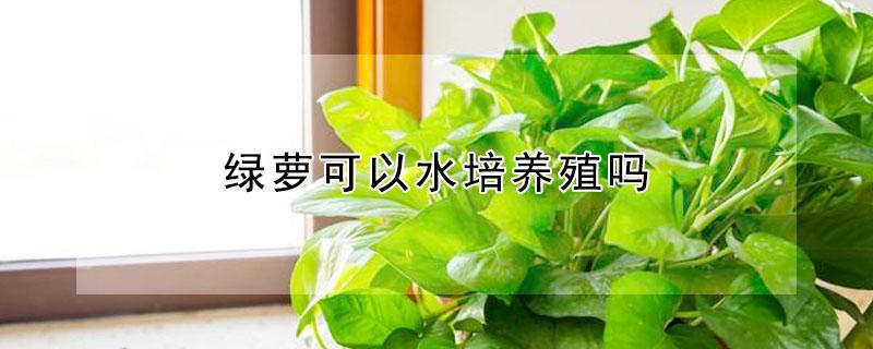 绿萝可以水培养殖吗 绿萝水培和土培哪个长的快