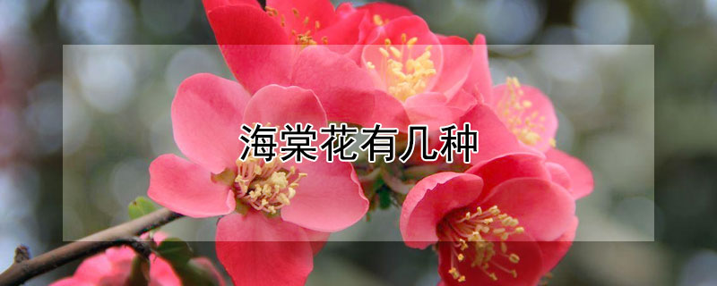 海棠花有几种（海棠花有几种品种图片大全）