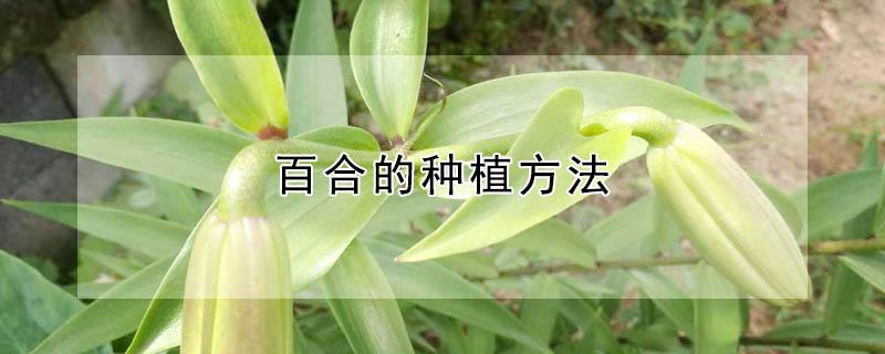 百合的种植方法 百合的种植方法和时间