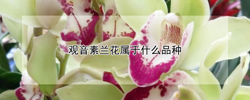 观音素兰花属于什么品种 观音素兰花什么时候开花