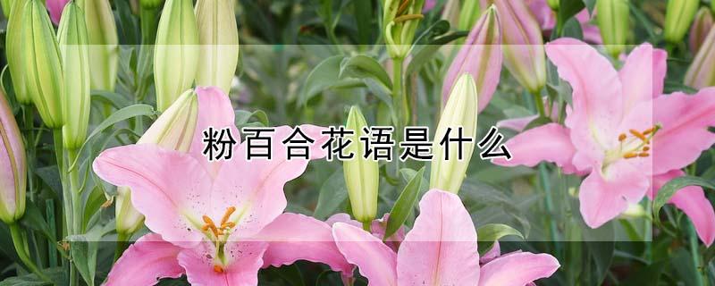 粉百合花语是什么（百合是什么花）
