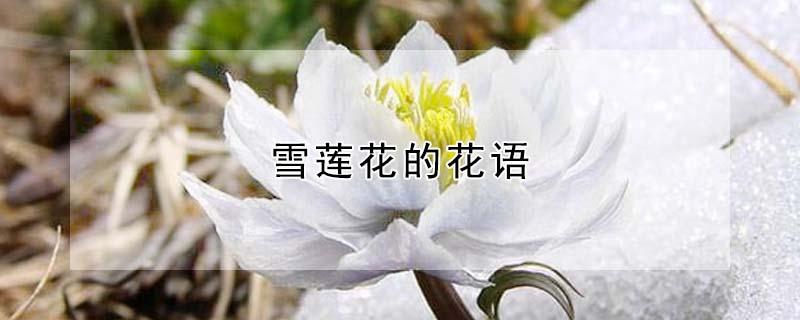 雪莲花的花语（雪莲花的花语和传说）