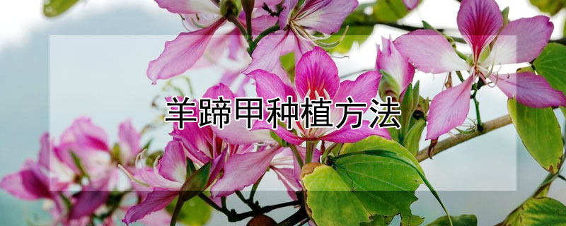 羊蹄甲种植方法（羊蹄甲种植方法视频）