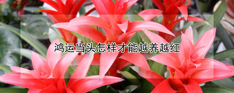 鸿运当头怎样才能越养越红 鸿运当头正确浇水方法