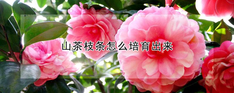 山茶枝条怎么培育出来 山茶树枝有什么作用