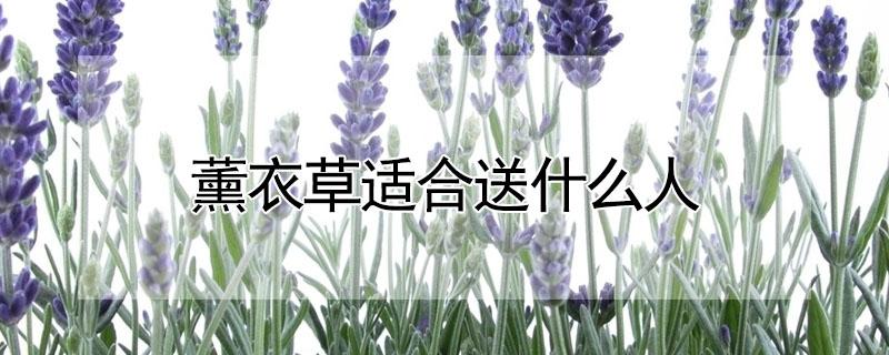 薰衣草适合送什么人 薰衣草适合送什么人呢