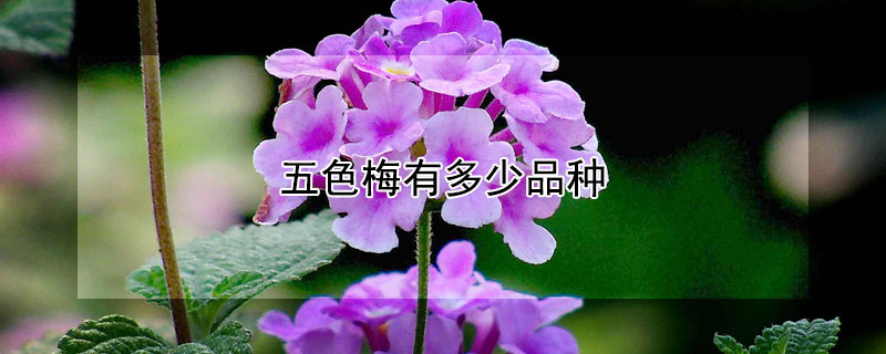 五色梅有多少品种（五色梅有几个品种）