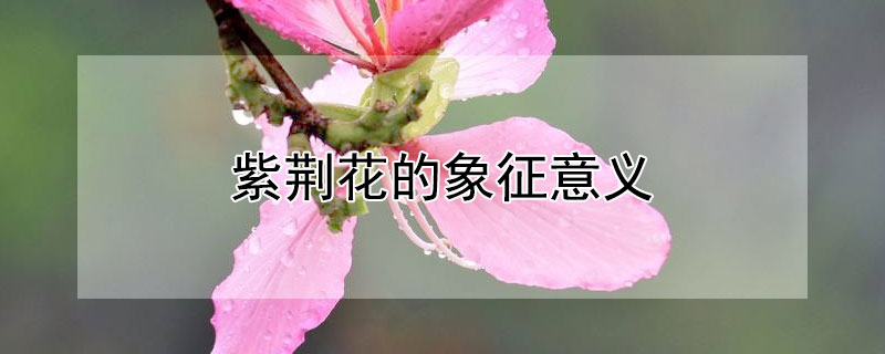 紫荆花的象征意义（紫荆花的象征意义是什么）