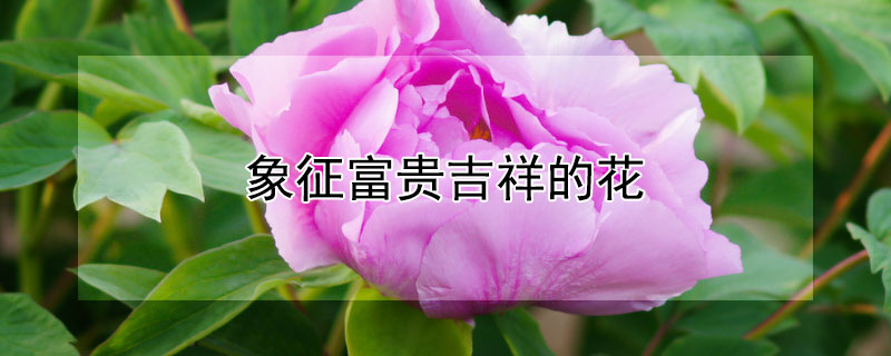 象征富贵吉祥的花 象征富贵吉祥的花的图片