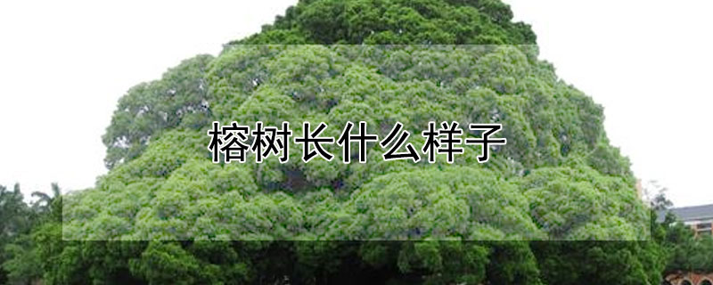 榕树长什么样子（榕树长什么样子?）