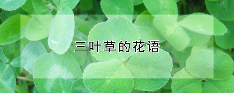 三叶草的花语（三叶草的花语是什么）