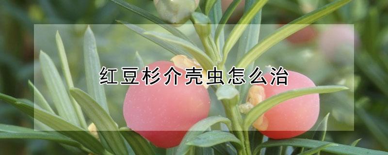 红豆杉介壳虫怎么治 红豆杉介壳虫病图片