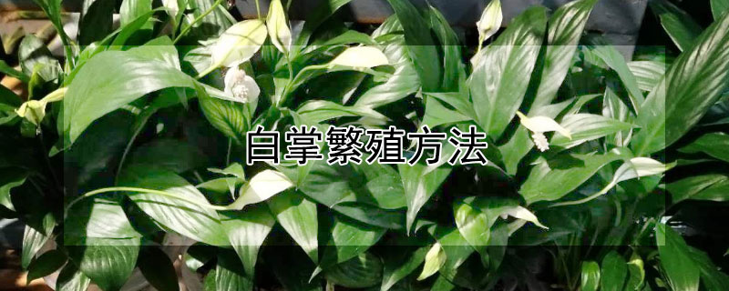 白掌繁殖方法（白掌繁殖方法扦插视频）