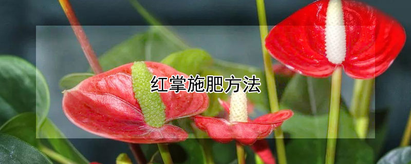 红掌施肥方法（红掌施肥需施什么肥料）