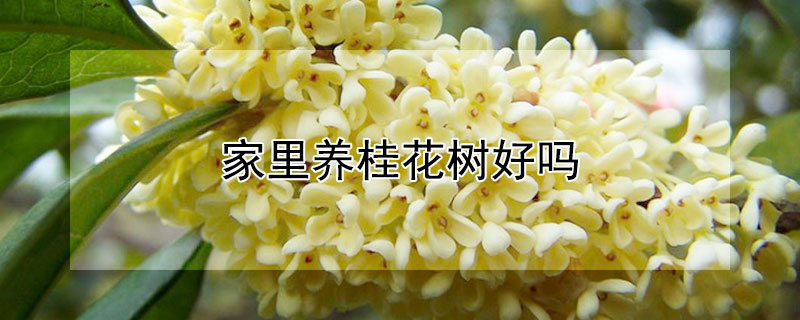 家里养桂花树好吗 家里养桂花树好吗风水好吗