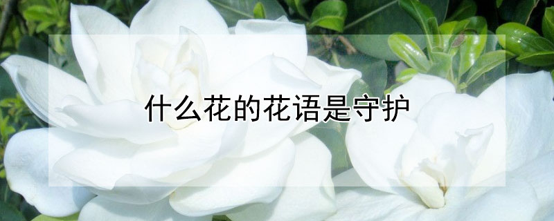 什么花的花语是守护 什么花的花语是守护陪伴亲情