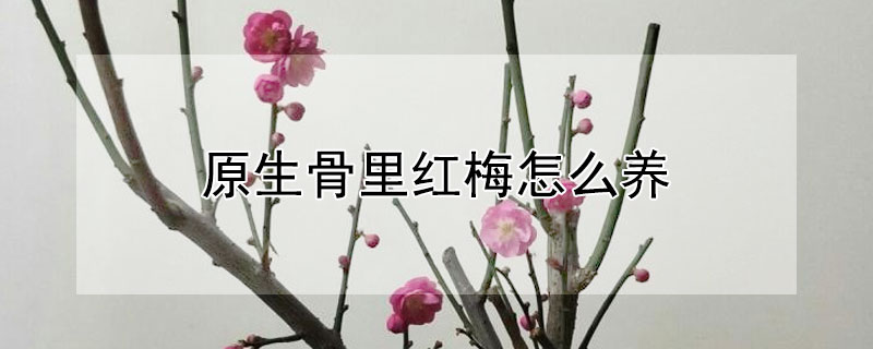 原生骨里红梅怎么养（原生骨里红梅开花图片）