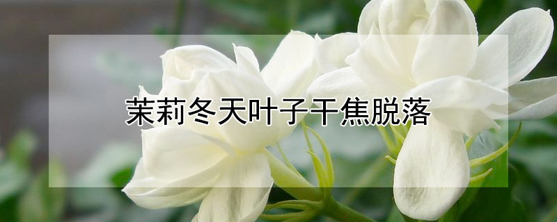 茉莉冬天叶子干焦脱落（茉莉冬天叶子干枯）