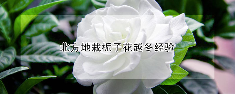 北方地栽栀子花越冬经验（北方地栽栀子花能过冬吗）