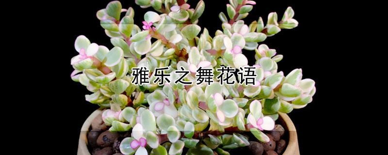 雅乐之舞花语（雅乐之舞花语图片）