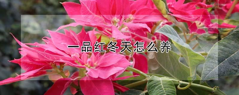 一品红冬天怎么养（一品红冬天怎么养殖方法）