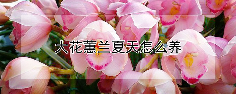 大花蕙兰夏天怎么养 大花蕙兰夏季养护