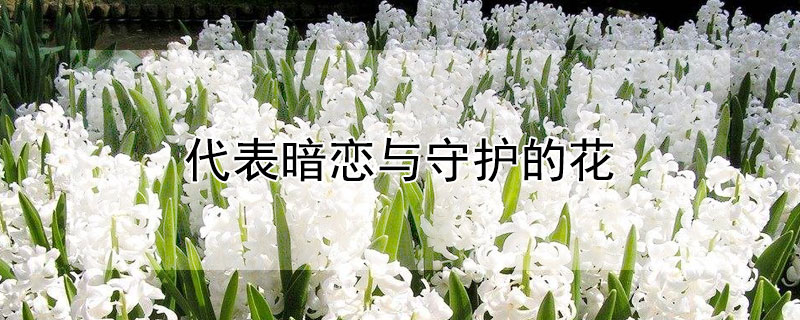 代表暗恋与守护的花（代表暗恋与守护的花有哪些）
