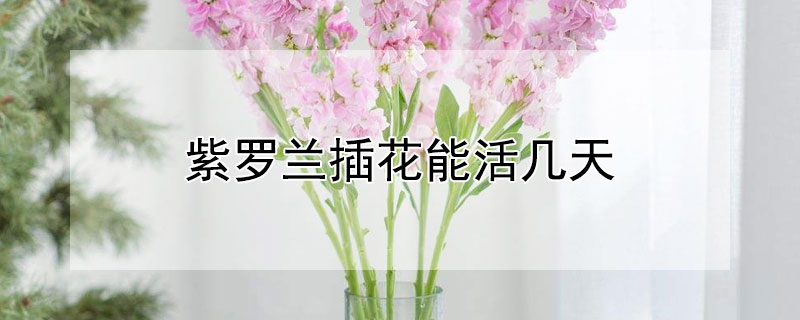 紫罗兰插花能活几天 紫罗兰花插养容易养吗