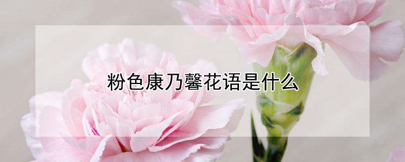 粉色康乃馨花语是什么 19朵粉色康乃馨花语是什么