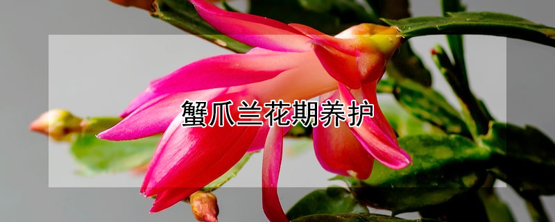 蟹爪兰花期养护（蟹爪兰开花后怎么养护）
