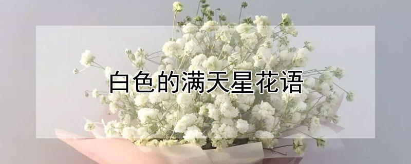 白色的满天星花语（白色满天星花语是什么意思 寓意）