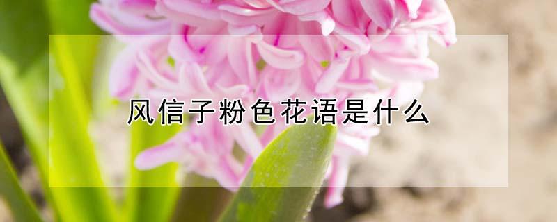 风信子粉色花语是什么 风信子每种颜色花语