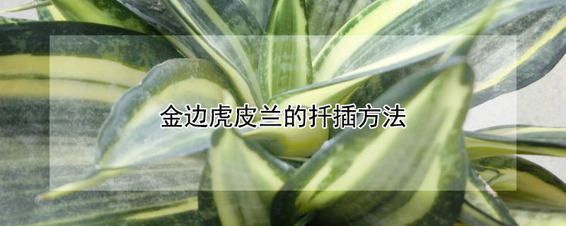 金边虎皮兰的扦插方法（金边虎皮兰的扦插方法视频）