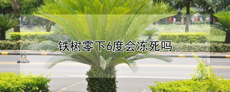 铁树零下6度会冻死吗 铁树零下6度会冻死吗为什么