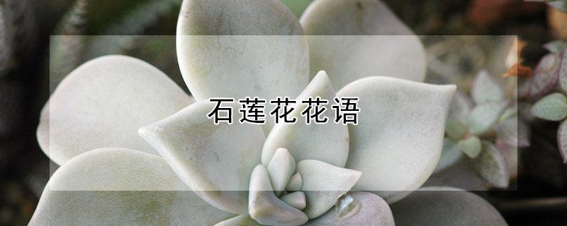 石莲花花语（石莲 花语）