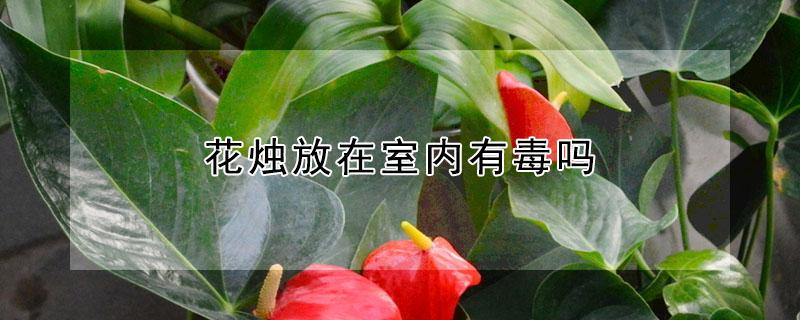 花烛放在室内有毒吗 花烛的寓意和象征