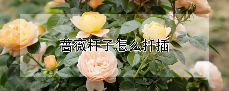 蔷薇杆子怎么扦插 蔷薇杆子怎么扦插繁殖
