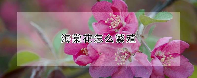 海棠花怎么繁殖 海棠花怎么繁殖视频