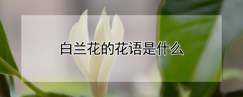 白兰花的花语是什么 白兰花为什么不开花