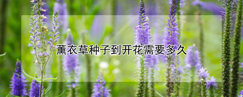 薰衣草种子到开花需要多久 薰衣草种子到开花需要多久时间